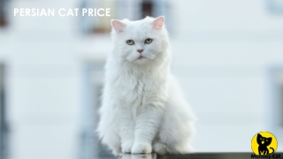 PERSIAN CAT PRICE