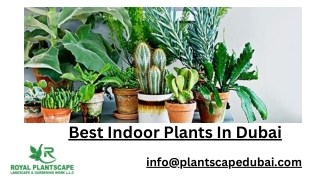 Best Indoor Plants In Dubai