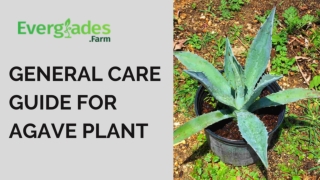 GENERAL CARE GUIDE FOR AGAVE PLANT