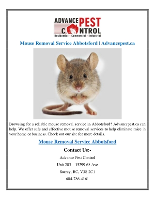 Mouse Removal Service Abbotsford  Advancepest.ca