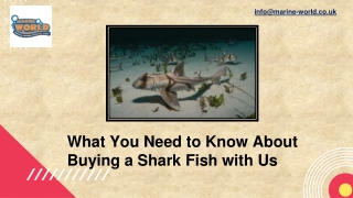 What You Need to Know About Buying a Shark Fish with Us