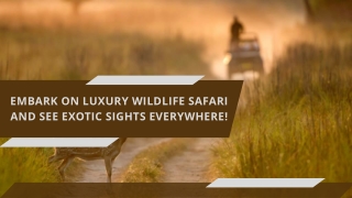 Embark On Luxury Wildlife Safari And See Exotic Sights Everywhere!