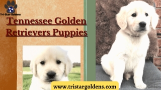 Get the most obedient dog now with Tennessee Golden Retrievers Puppies