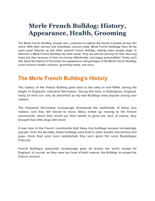 Merle French Bulldog History, Appearance, Health, Grooming
