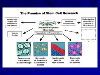 Discovery: Stem Cell Biology NIH Actions