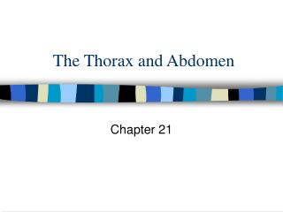The Thorax and Abdomen