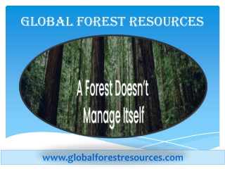 Carbon asset management in Global Forest