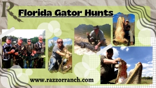 Experience the Thrill of Florida Gator Hunting