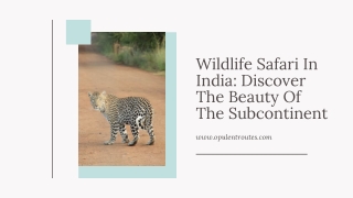 Wildlife Safari In India Discover The Beauty Of The Subcontinent