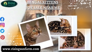 Looking for Bengal kittens for sale near me?