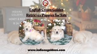 No.1 English Cream Golden Retriever Puppies For Sale in Indiana