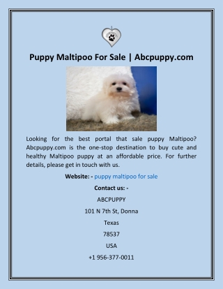 Puppy Maltipoo For Sale  Abcpuppy