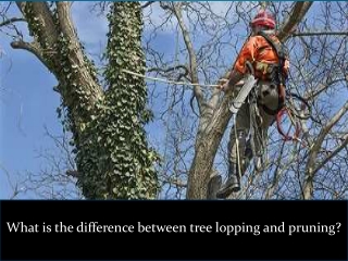 What is the difference between tree lopping and pruning?