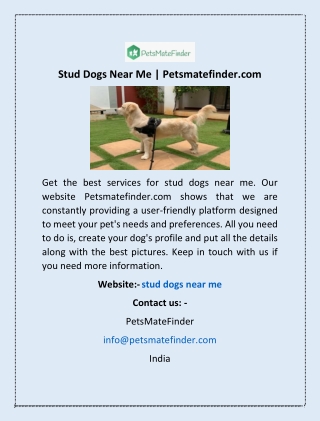 Stud Dogs Near Me | Petsmatefinder.com