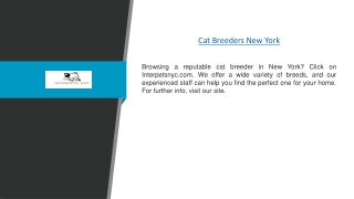 Cat Breeders New York | Interpetsnyc.com