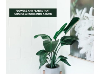 Bringing nature inside: how plants can transform your home