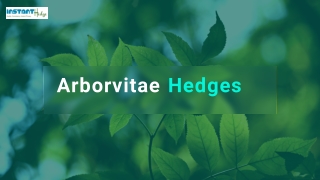 Arborvitae Hedges