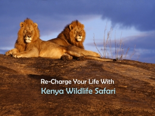 Re-Charge Your Life With Kenya Wildlife Safari