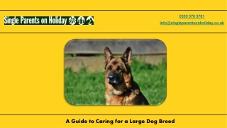 A Guide to Caring for a Large Dog Breed