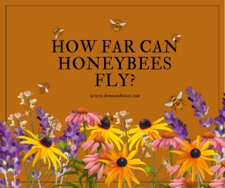 How Far Can Honeybees Fly?