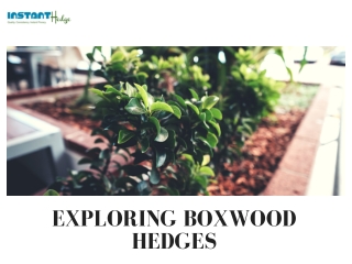 Boxwood Hedges