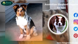 Find best Puppy with Australian Shepherd Puppies for Sale!