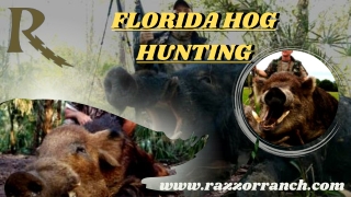 Enjoy the best Florida hog hunting Year-Round! with Razzor Ranch