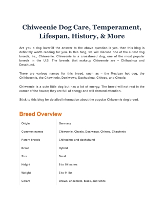 Chiweenie Dog Care, Temperament, Lifespan, History, & More