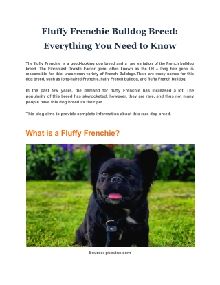 Fluffy Frenchie Bulldog Breed: Everything You Need to Know