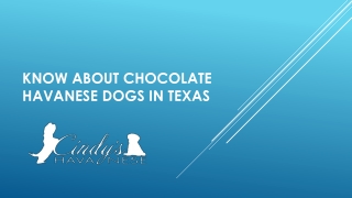 Know About Chocolate Havanese Dogs In Texas