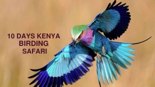 10 DAYS KENYA BIRDING SAFARI - January