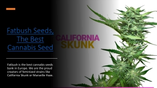 Fatbush Seeds, The Best Cannabis Seed