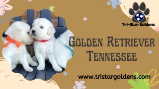 Get your Ideal Golden Retriever Tennessee