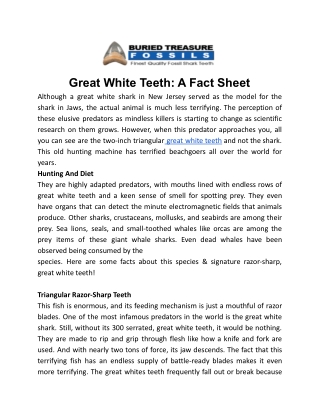 Great White Teeth_ A Factsheet