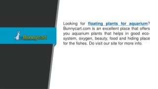 Floating Plants For Aquarium  Bunnycart.com