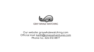 Grey whale watching baja