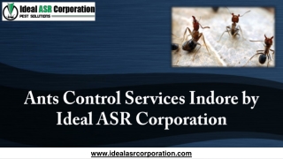 Ants Control Services Indore by Ideal ASR Corporation