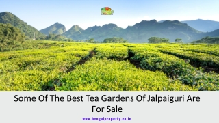 Some Of The Best Tea Gardens Of Jalpaiguri Are For Sale