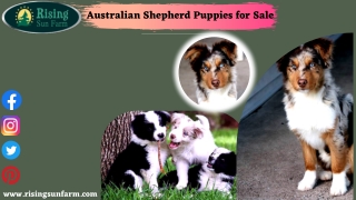 Get one of the best Puppy Australian Shepherd Puppy for Sale at Rising Sun Farm