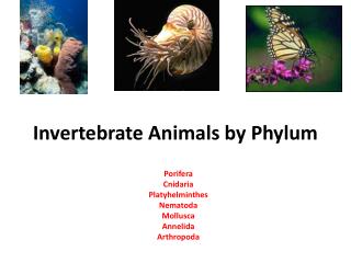 Invertebrate Animals by Phylum