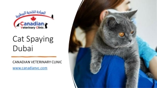 Cat Spaying Dubai_