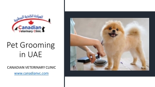 Pet Grooming in UAE_