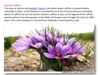 Kashmiri Saffron ,Kashmiri Kesar ,Saffron Exporter ,9898030