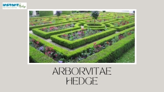 How To Take Care Of Your Arborvitae Hedges