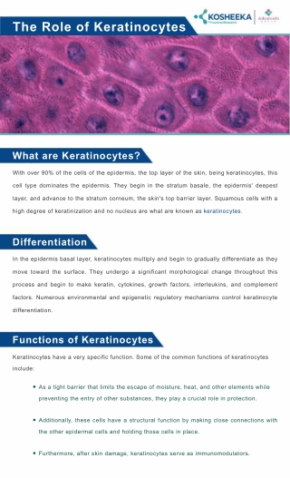 The Role of Keratinocytes