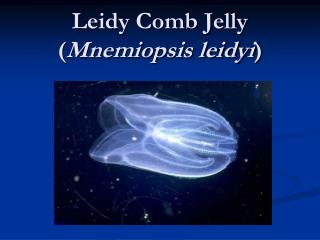 Leidy Comb Jelly ( Mnemiopsis leidyi )