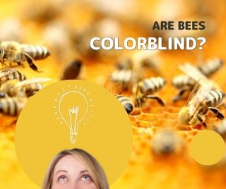 Are Bees Colorblind?