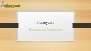 Floating Plants For Aquarium | Bunnycart.com