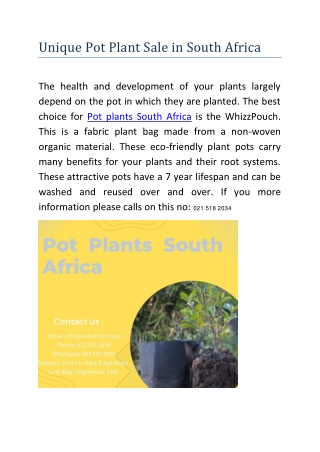 Unique Pot Plant Sale in South Africa