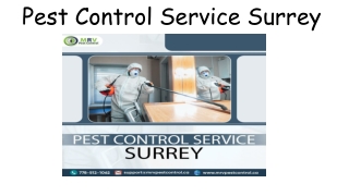 Pest Control Service Surrey